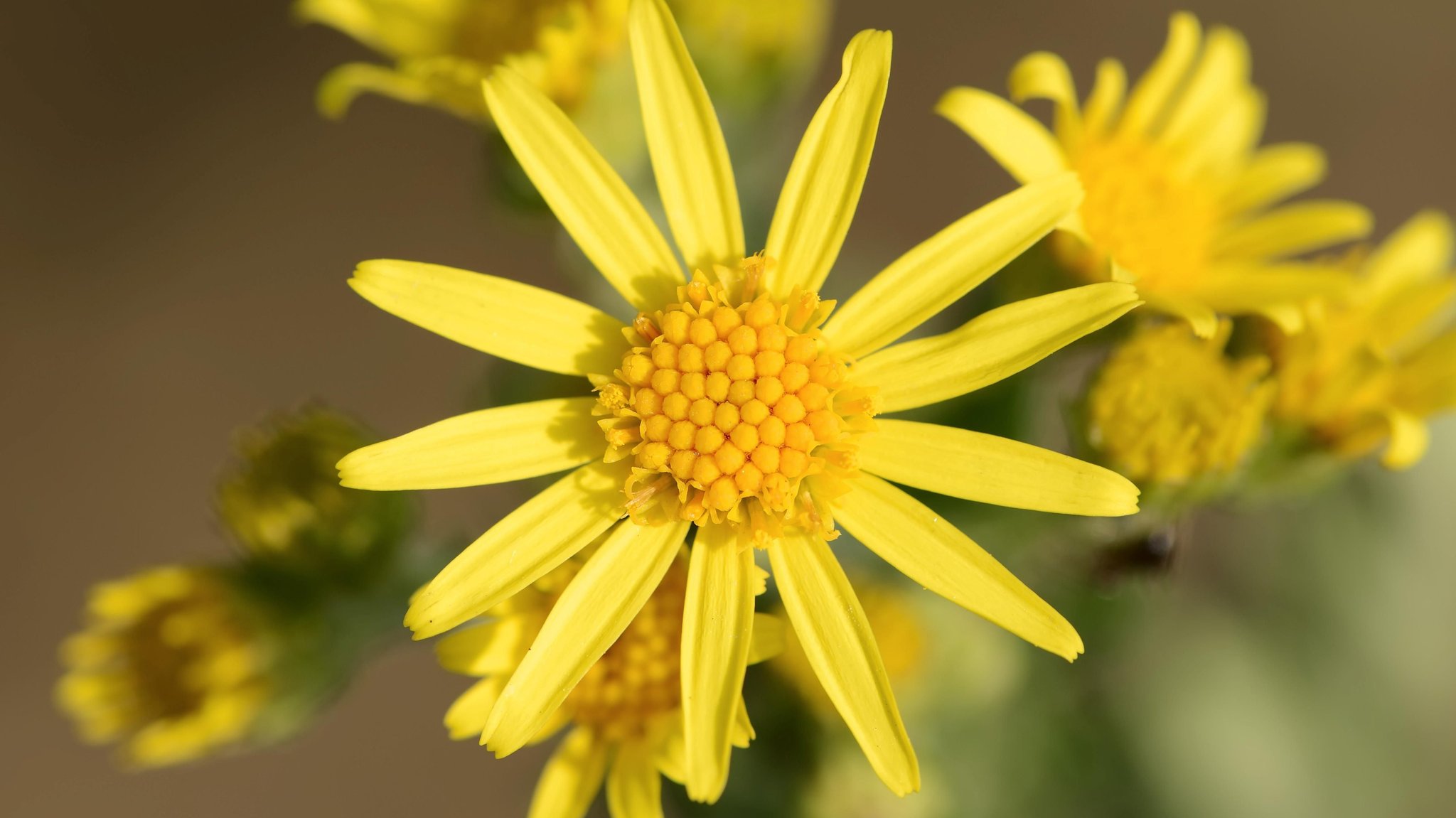 Die gelbe Blüte des Jakobskreuzkrauts