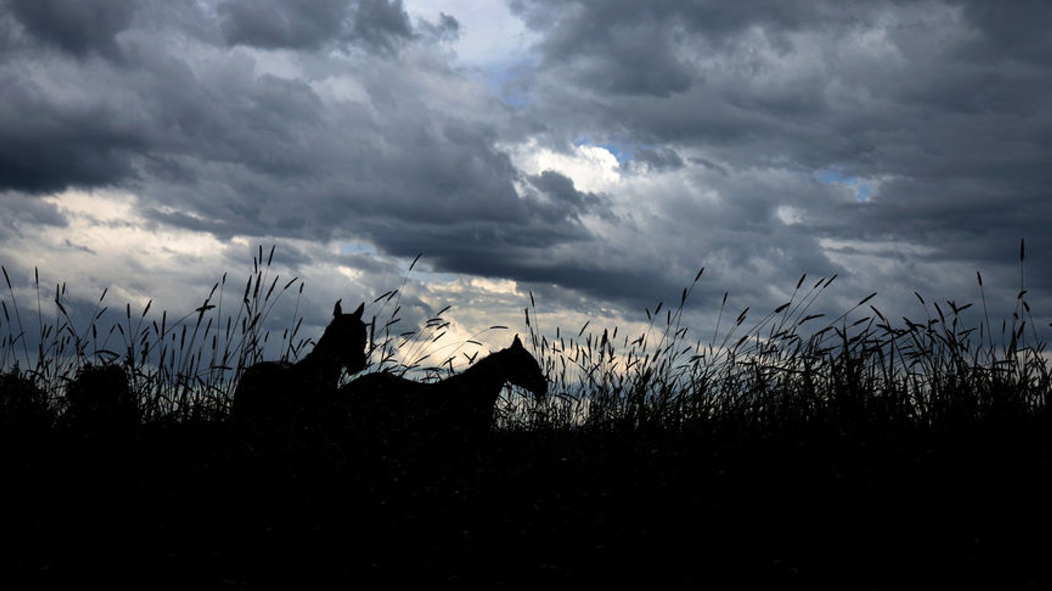 Archivbild: Bayern, Kaufbeuren: Pferde stehen unter dichten Regenwolken auf einer Wiese. 