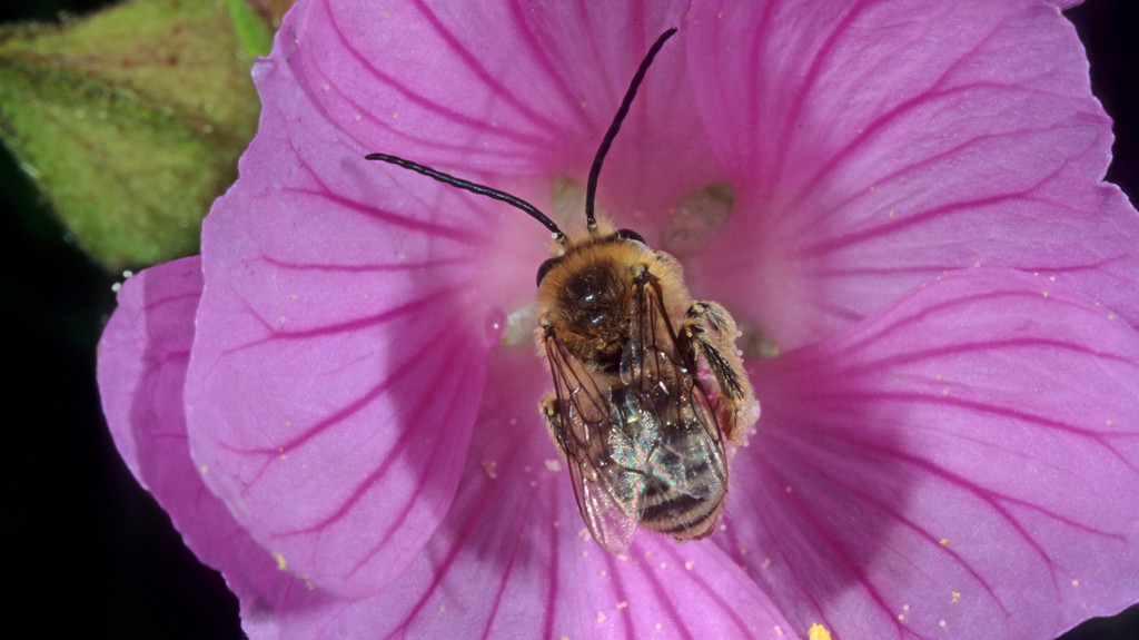 Biene sitzt in einer Malve
