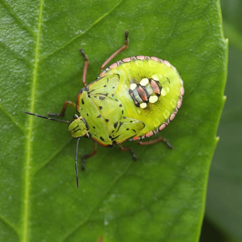 Neobiota Neue Arten durch den Klimawandel radioWissen BR Podcast
