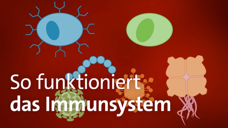 Illustration von Immunzellen und Schriftzug: "So funktioniert das Immunsystem"