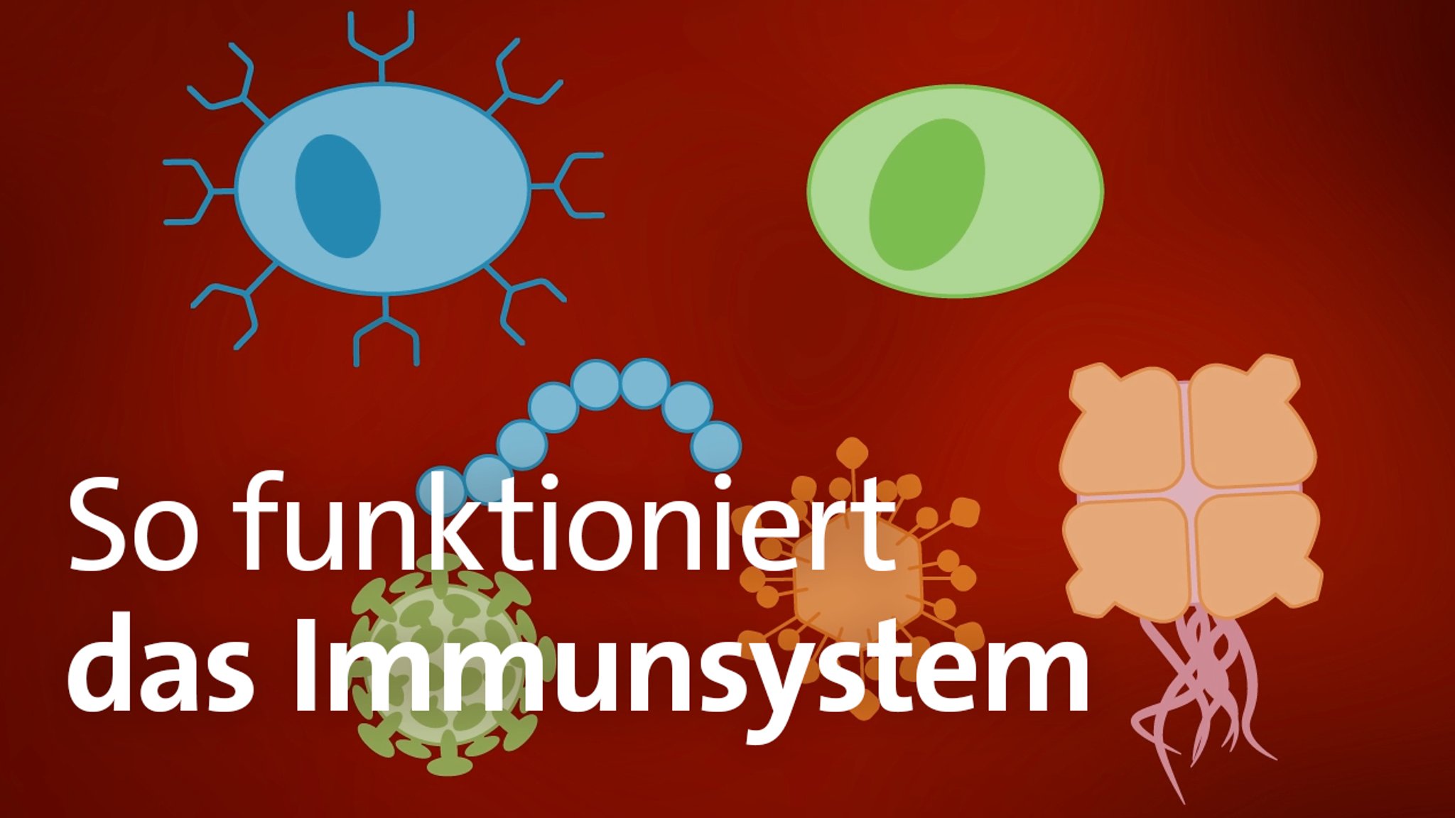 Illustration von Immunzellen und Schriftzug: "So funktioniert das Immunsystem"