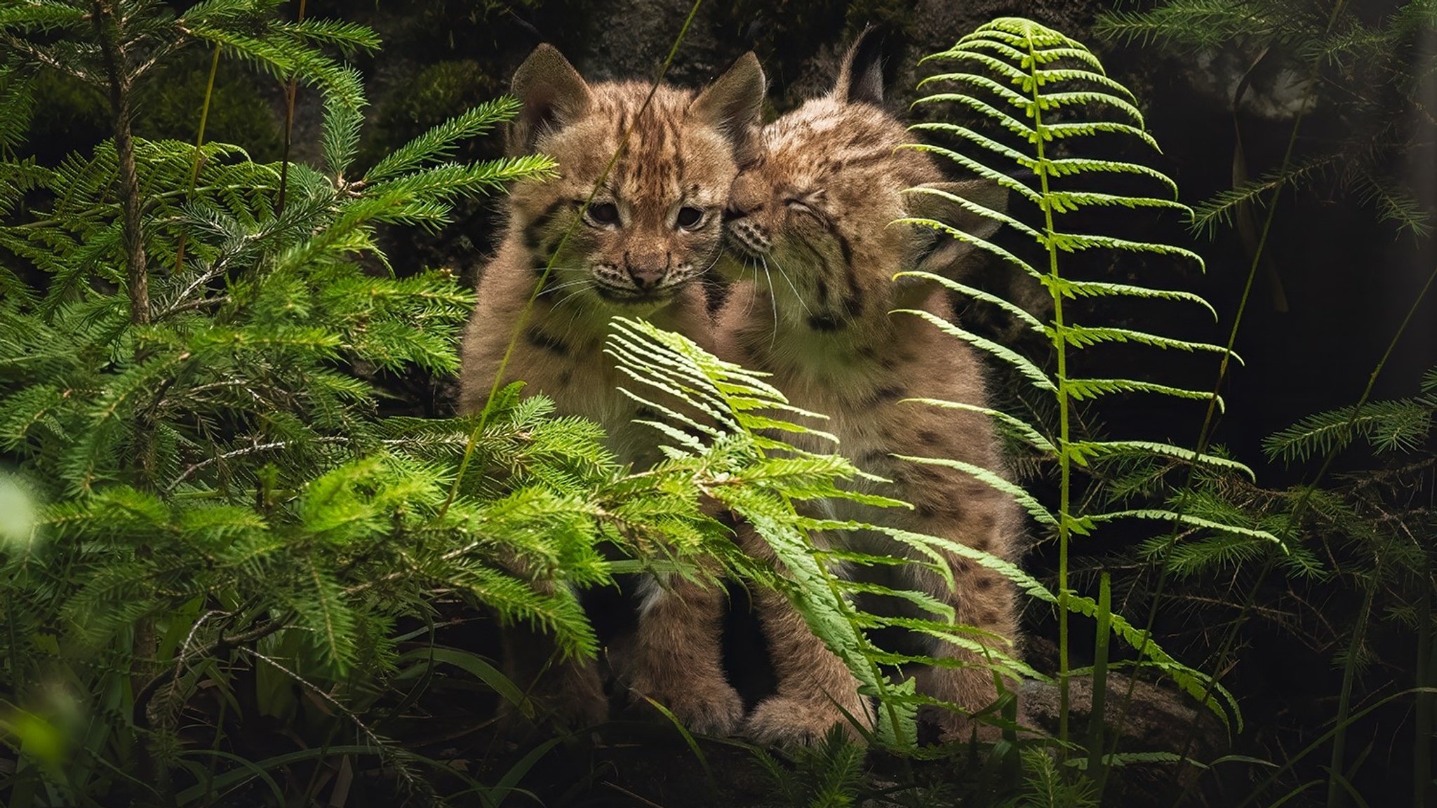 Die jungen Luchse des Nationalparkzentrums Falkenstein. | Bild: Nationalpark Bayerischer Wald/Jenny Barth Die jungen Luchse des Nationalparkzentrums Falkenstein.