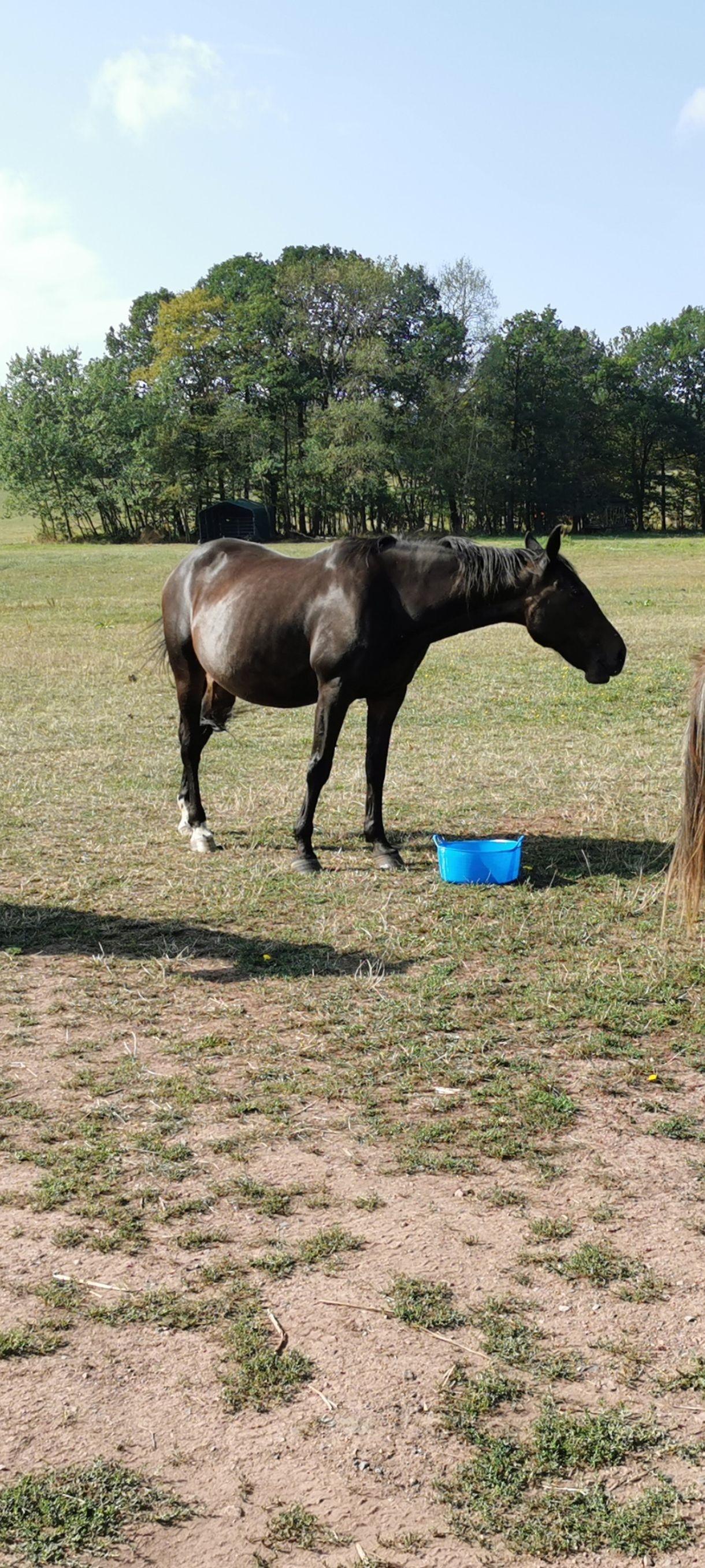 Familie Söder hat ihren 25-jährigen Genius tot auf der Weide bei Kilianshof in der Rhön gefunden.