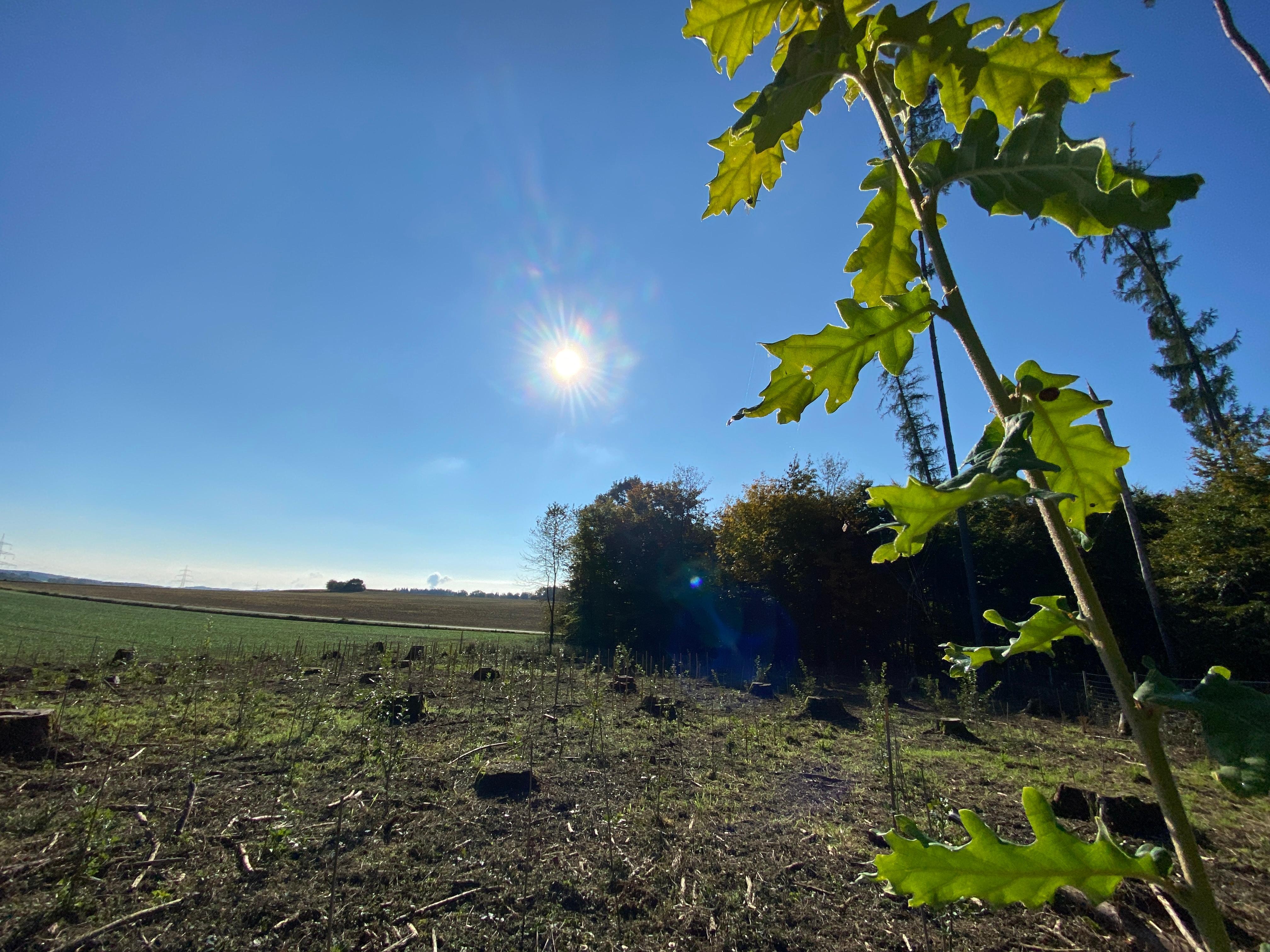 Flaumeiche auf einer Versuchsfläche. 