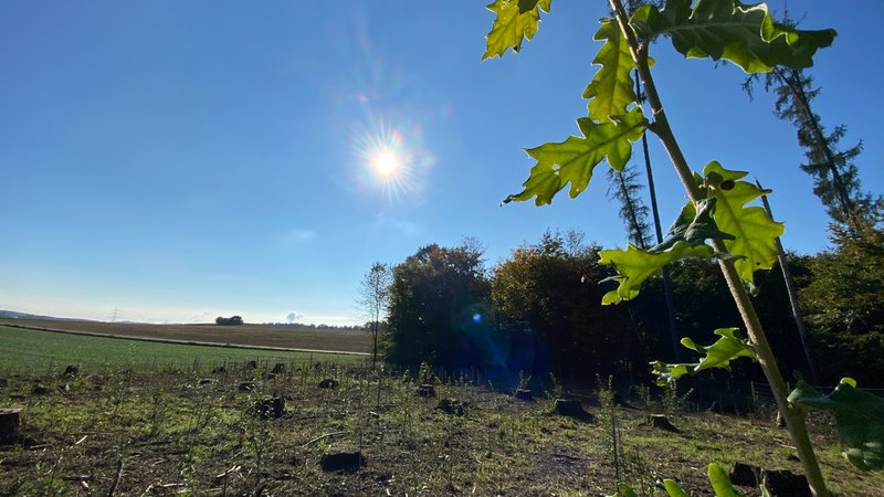 Flaumeiche auf einer Versuchsfläche. | Bild: BR/Daniela Olivares Flaumeiche auf einer Versuchsfläche.