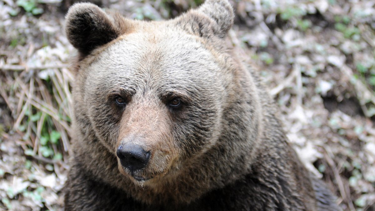 Er galt als gefährlich: Braunbär in italienischen Alpen getötet