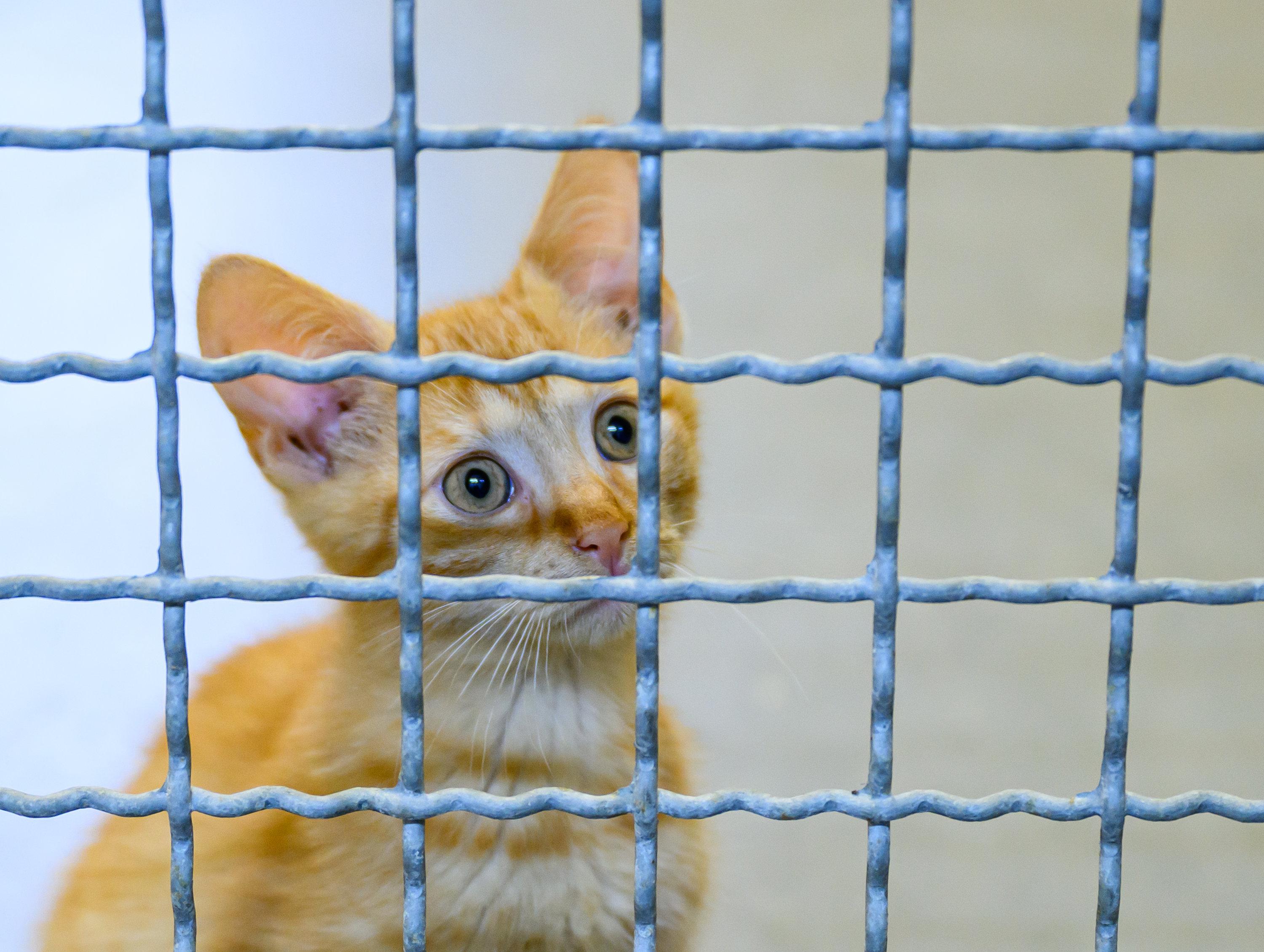 Eine kleine Katze schaut durch das Gitter in einem Tierheim.