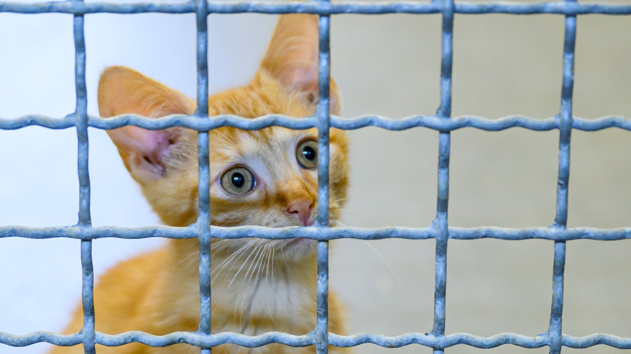 Eine kleine Katze schaut durch das Gitter in einem Tierheim.