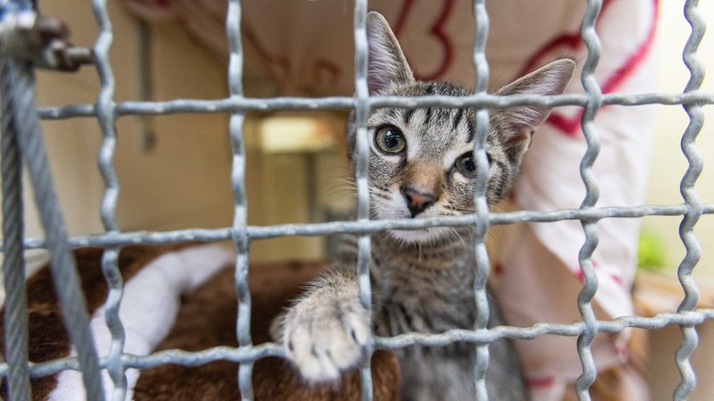 Eine Katze streckt ihre Pfote durch einen Käfig im Tierheim