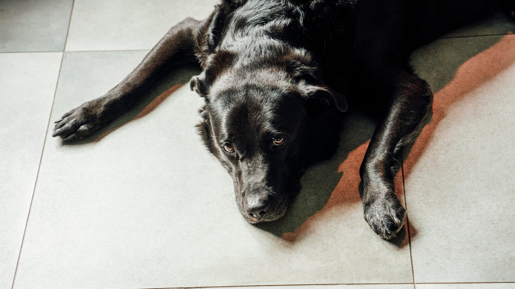 Symbolbild: Ein schwarzer Labrador schaut traurig.