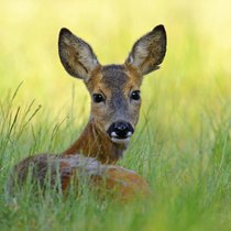 Das Reh - Scheuer Waldbewohner im Kreuzfeuer | Bild: picture-alliance/dpa