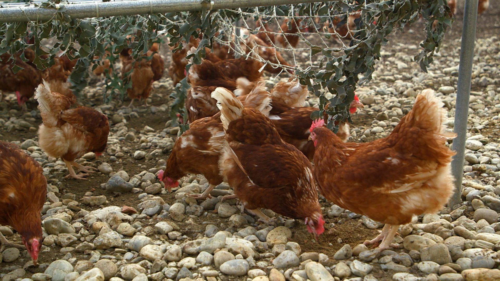 Bayerische Legehennen