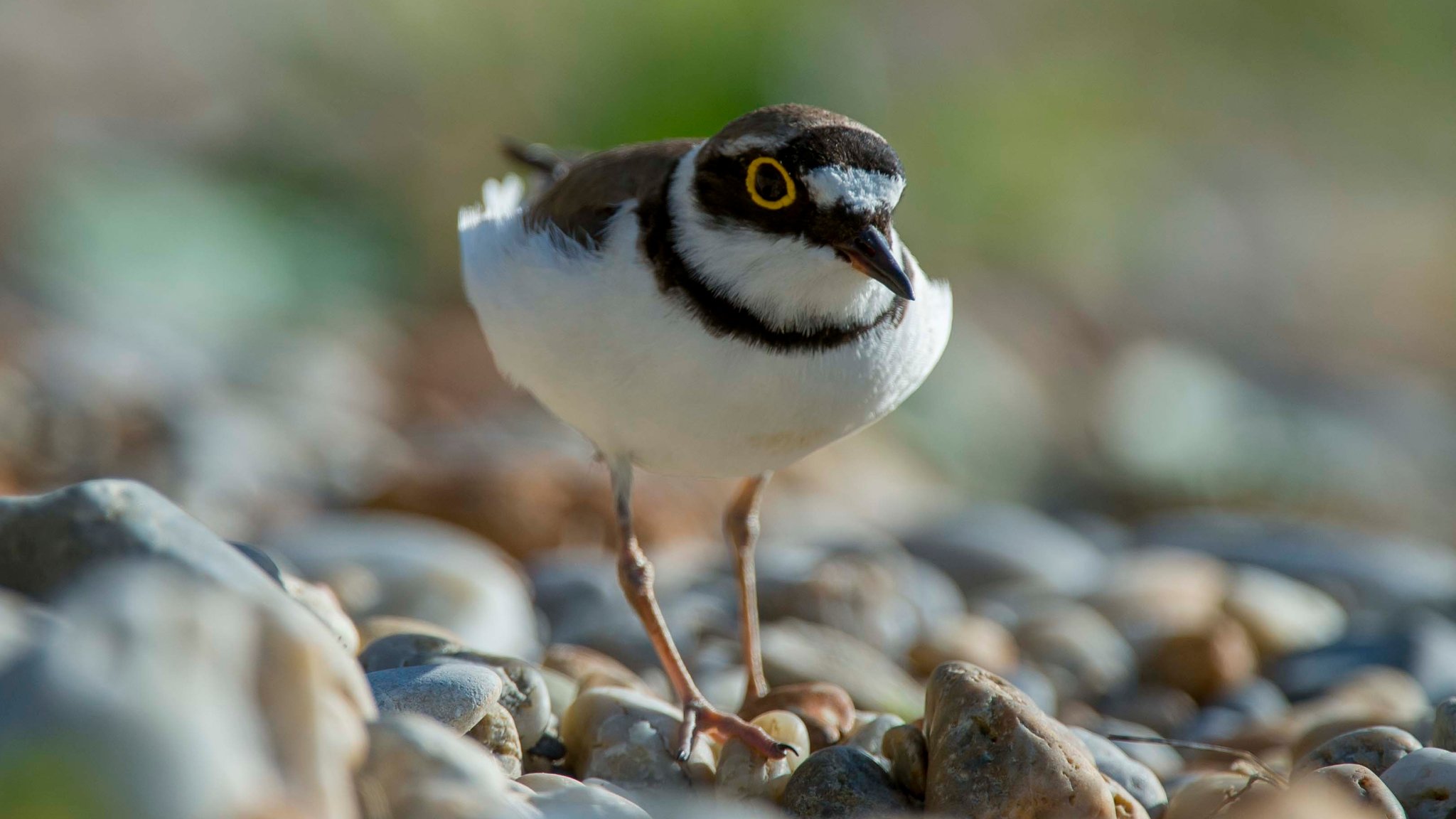 Ein brauner Vogel mit weißem Hals und weißem Bauch