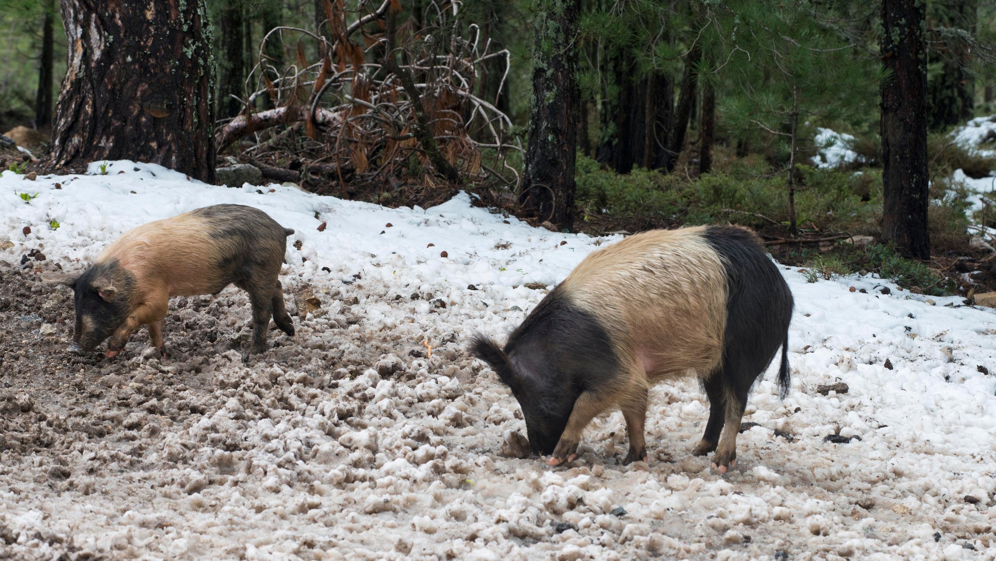 Tierhaltung: Wenn aus dem Hausschwein ein Waldschwein wird