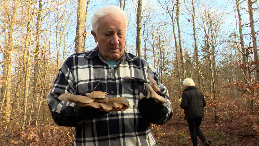 Pilz-Experte Hans Krautblatter hält Austernseitlinge in der Hand, die er im Steigerwald gefunden hat.