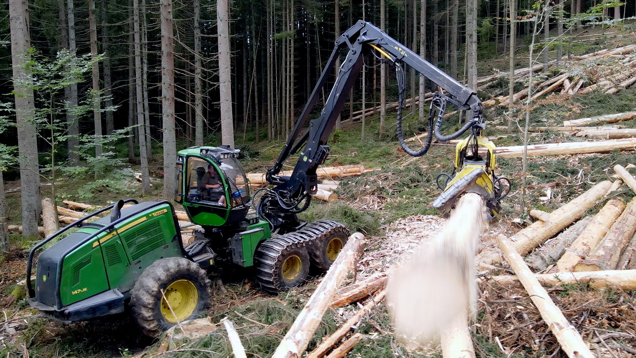 Projekt Urwald: Das umkämpfte Paradies - Folge 2: Käfer, Krise, Kahlschlag?