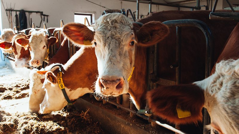 Eine hornlose Fleckviehkuh im Stall. | Bild: BR/Herbert Ebner Eine hornlose Fleckviehkuh im Stall.