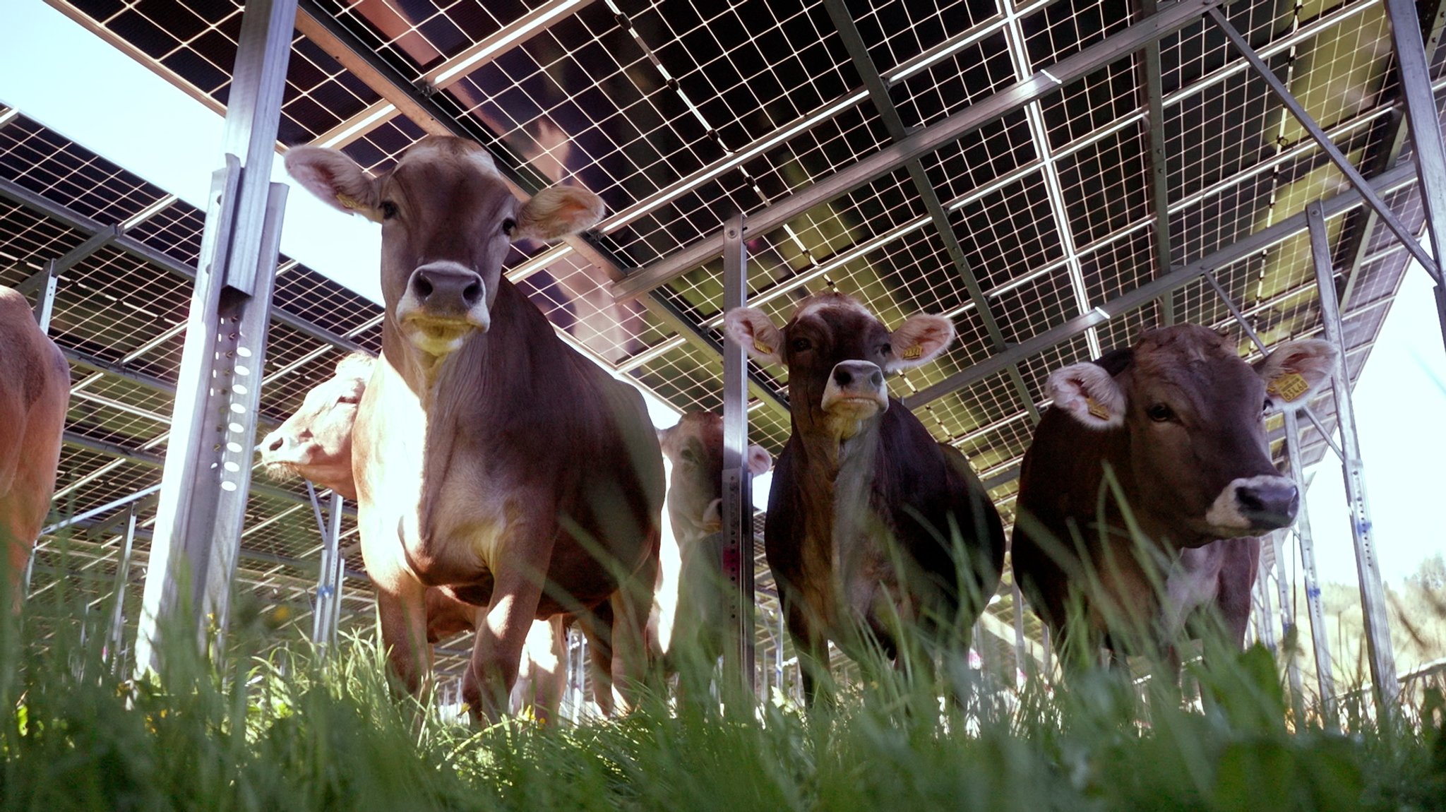 Die Cow-PV-Anlage in Biessenhofen: Kühe stehen im Gras und schauen neugierig in die Kamera, über ihnen eine Reihe Solarmodule.
