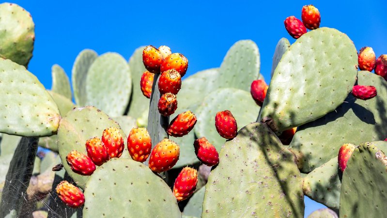 Opuntien mit Früchten | Bild: Picture alliance/dpa Opuntien mit Früchten