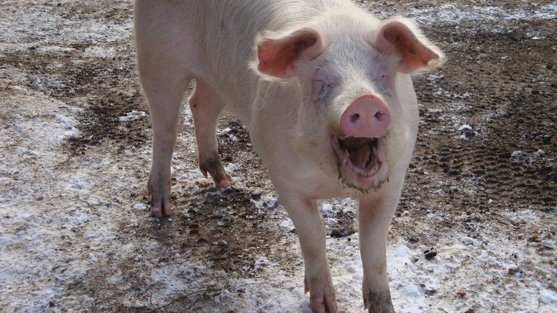 Schwein Flieht Vor Schlachter Und Lebt Jetzt Auf Gnadenhof Br24
