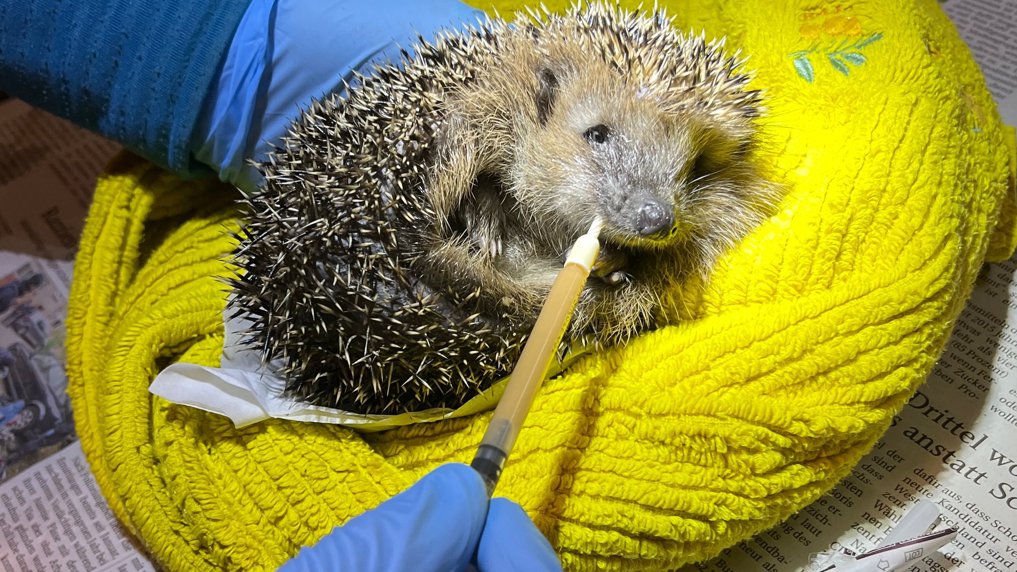 Jung-Igel auf Station.