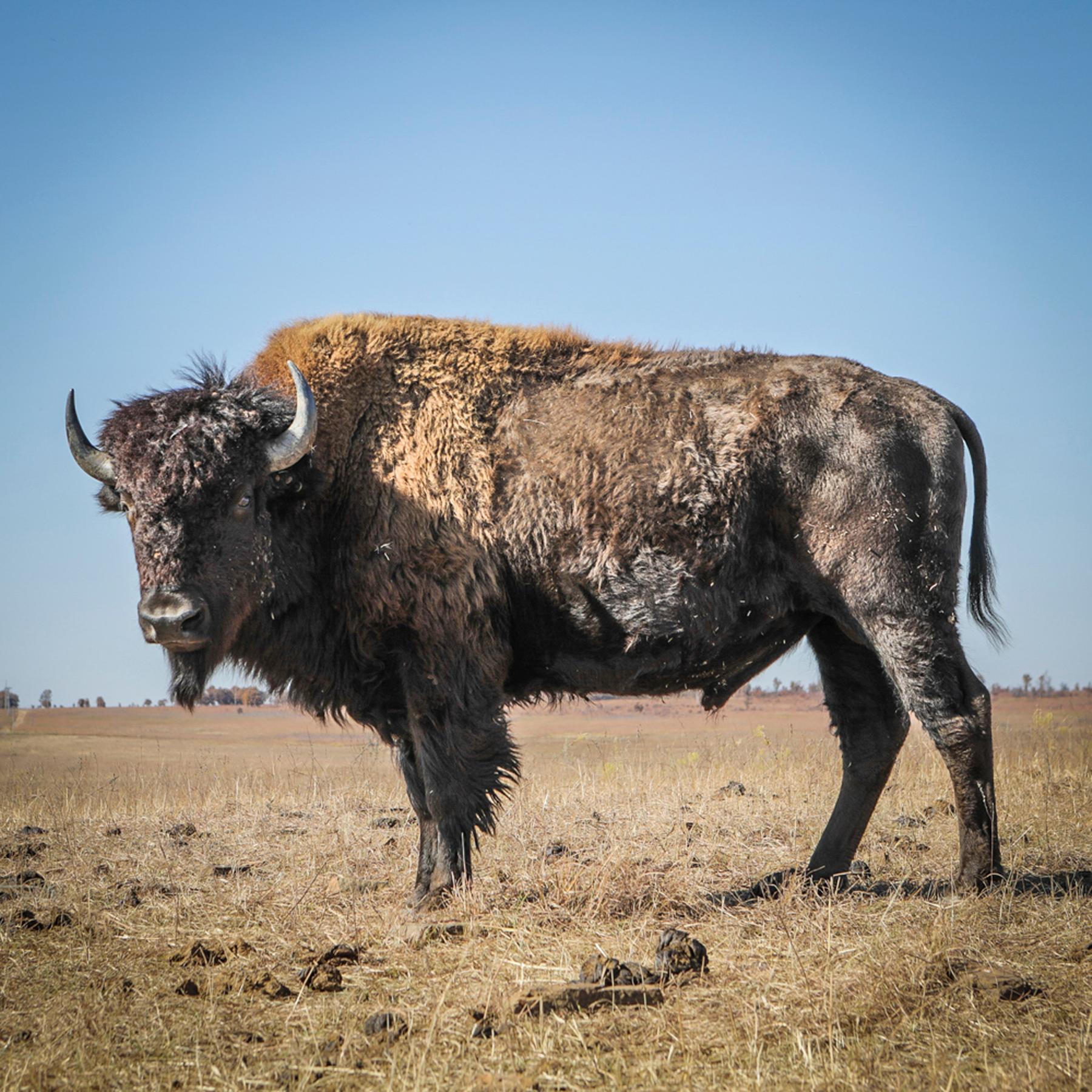 #20 Oklahoma - Büffel, Tallgrass Prairie, Woody Guthrie & Chickasaw episode artwork