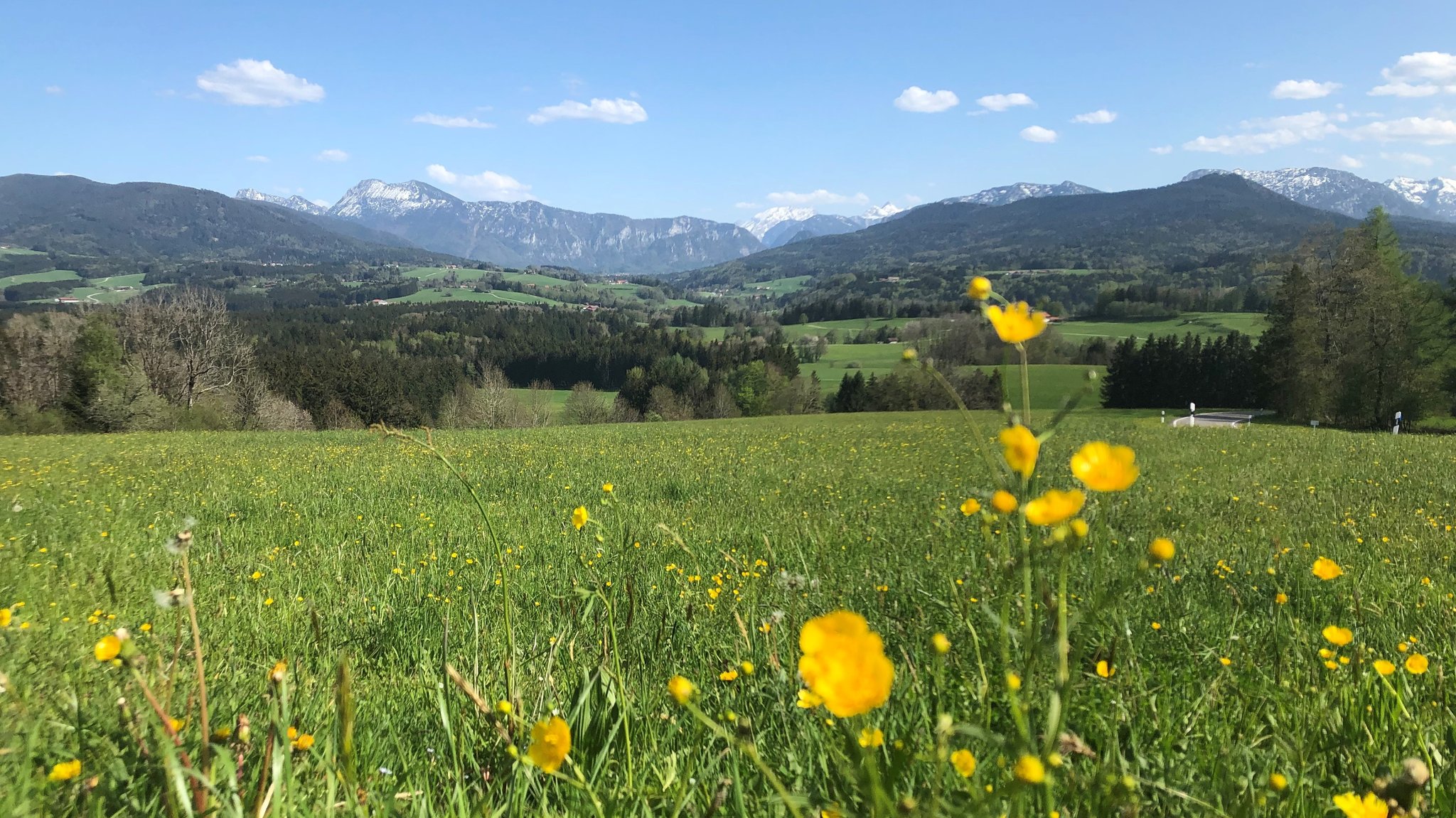 Auf der Bergwiese am Hochberg sieht man in der Entferndung die Chiemgauer Alpen.