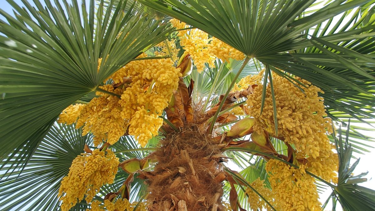 Blick in die Baumkrone einer ausgewachsenen Hanfpalme mit Blütenständen.