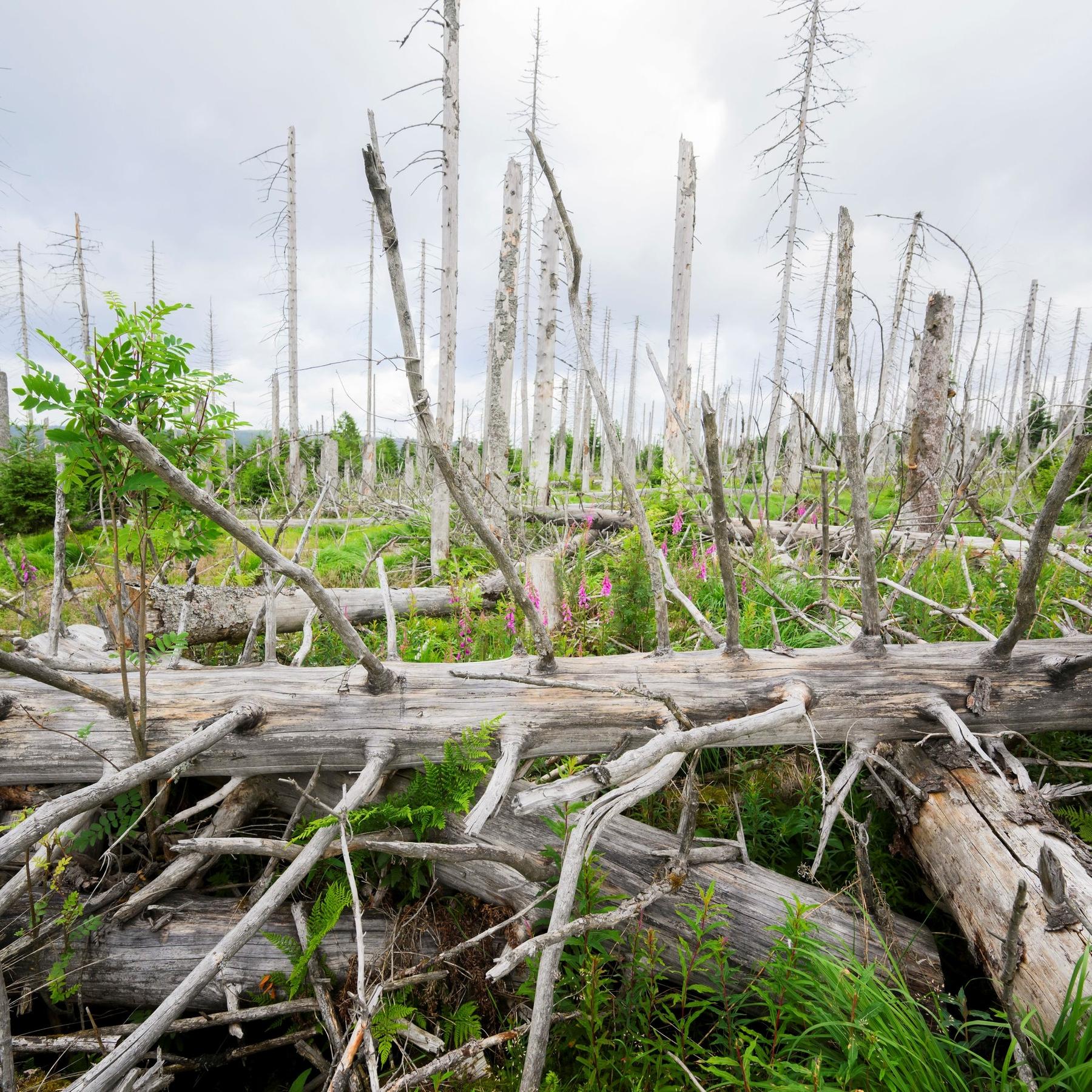 Klimaanpassungsgesetz - Was plant die Bundesregierung?