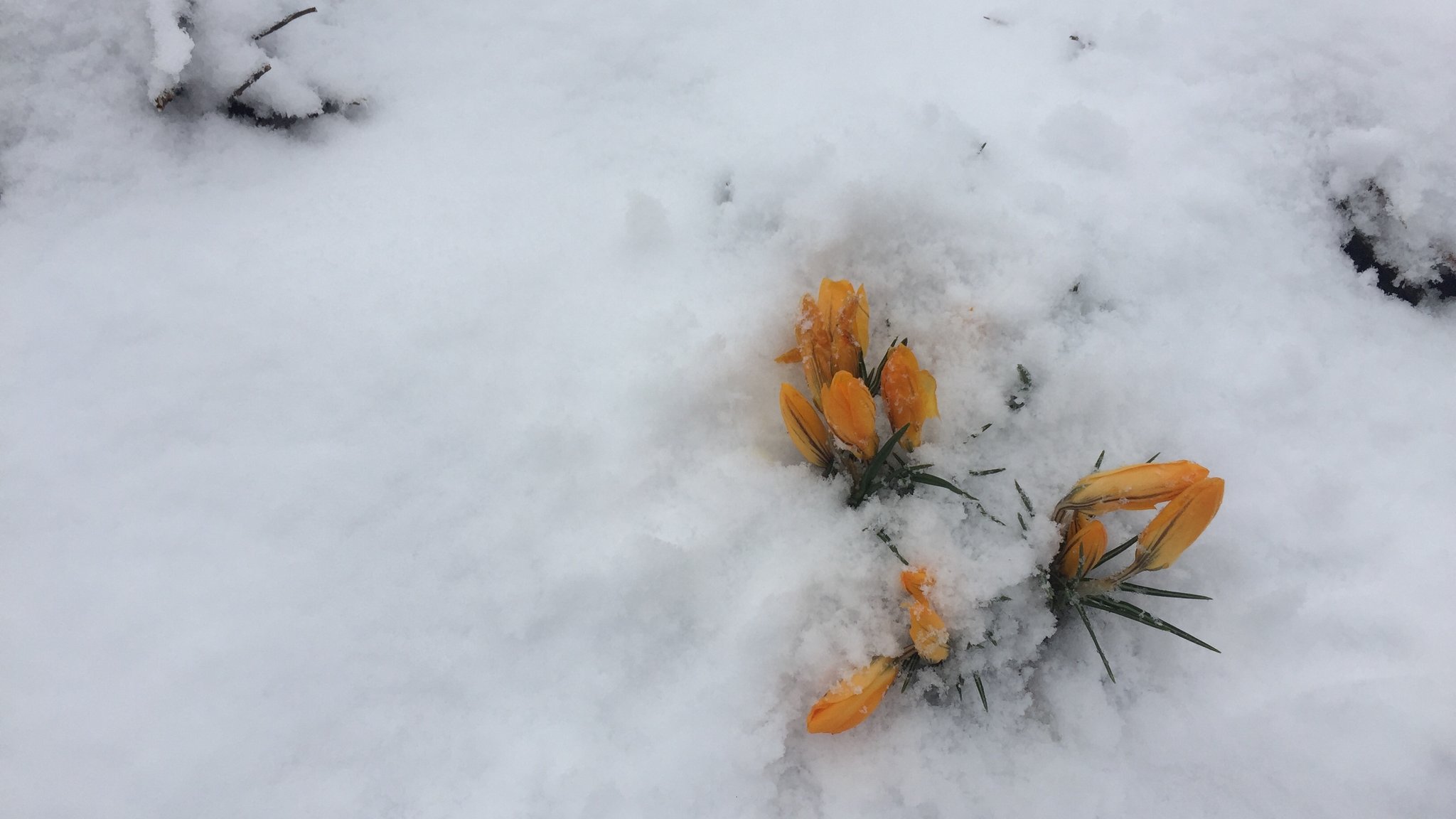 Eingeschneite Krokusse in Bodenmais