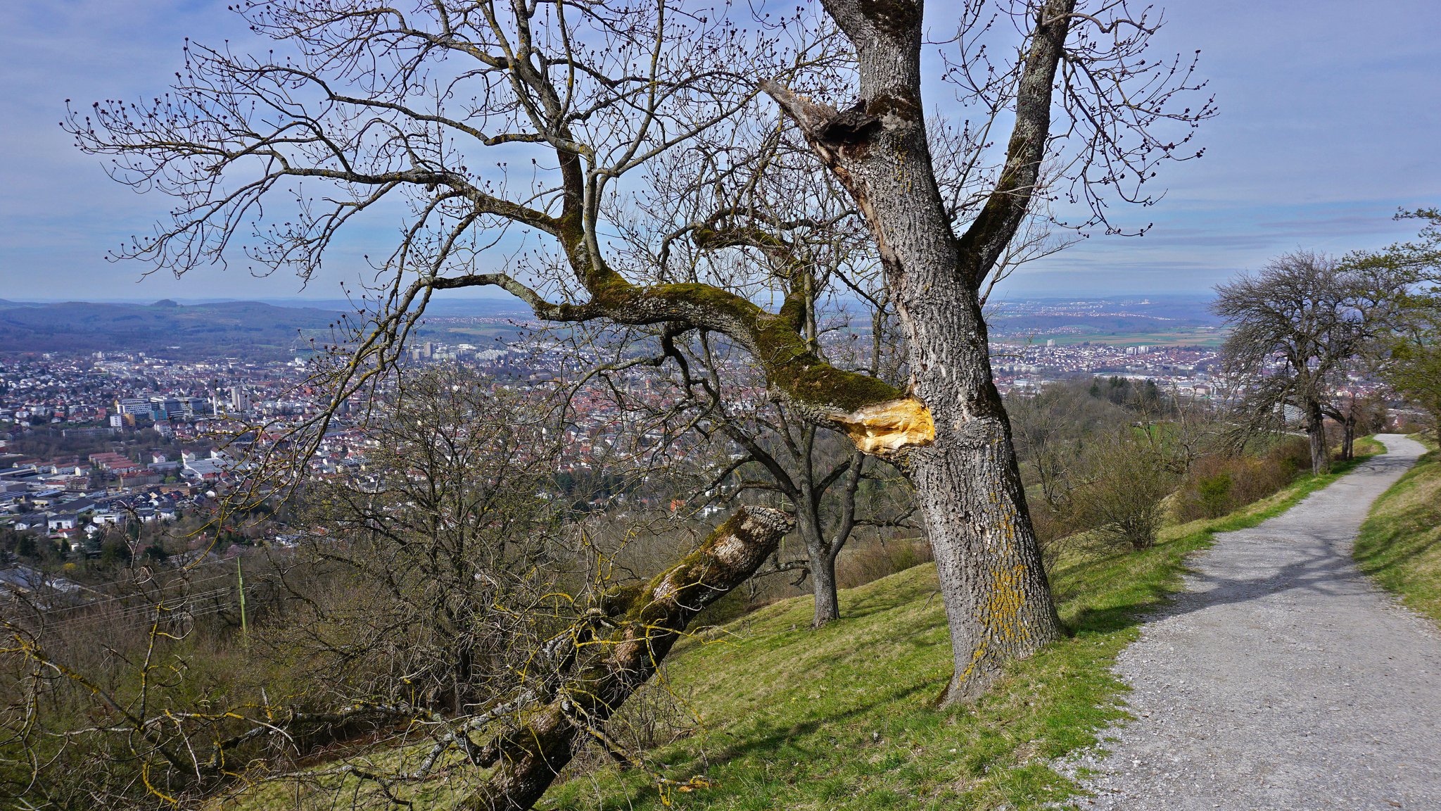 Bub von Baum erschlagen: Bewährungsstrafe für Grundbesitzer
