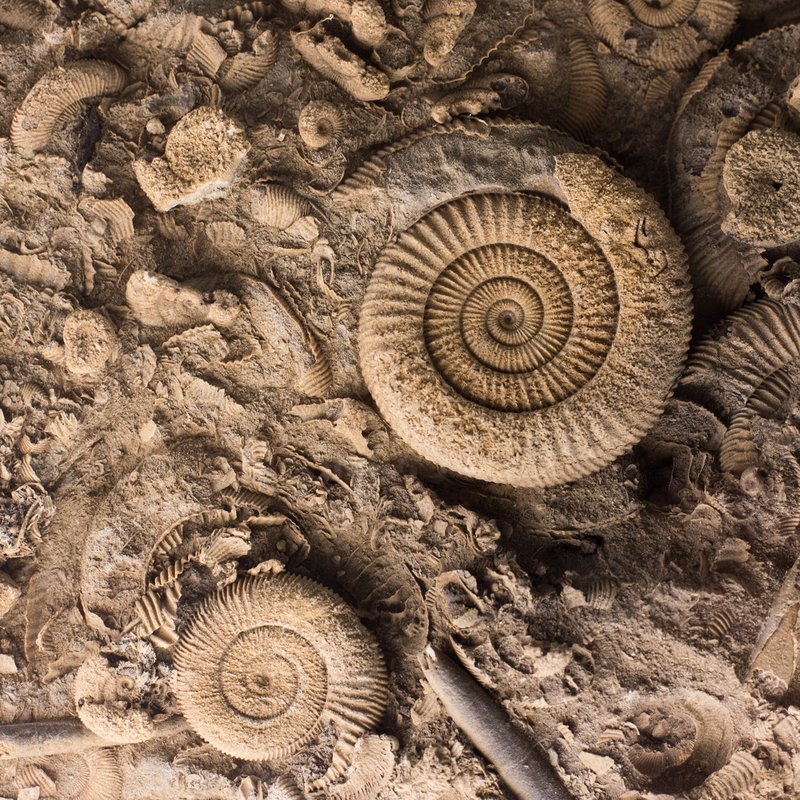 Fossilien, die stummen Zeitzeugen - Alles Natur! - radioWissen | BR Podcast
