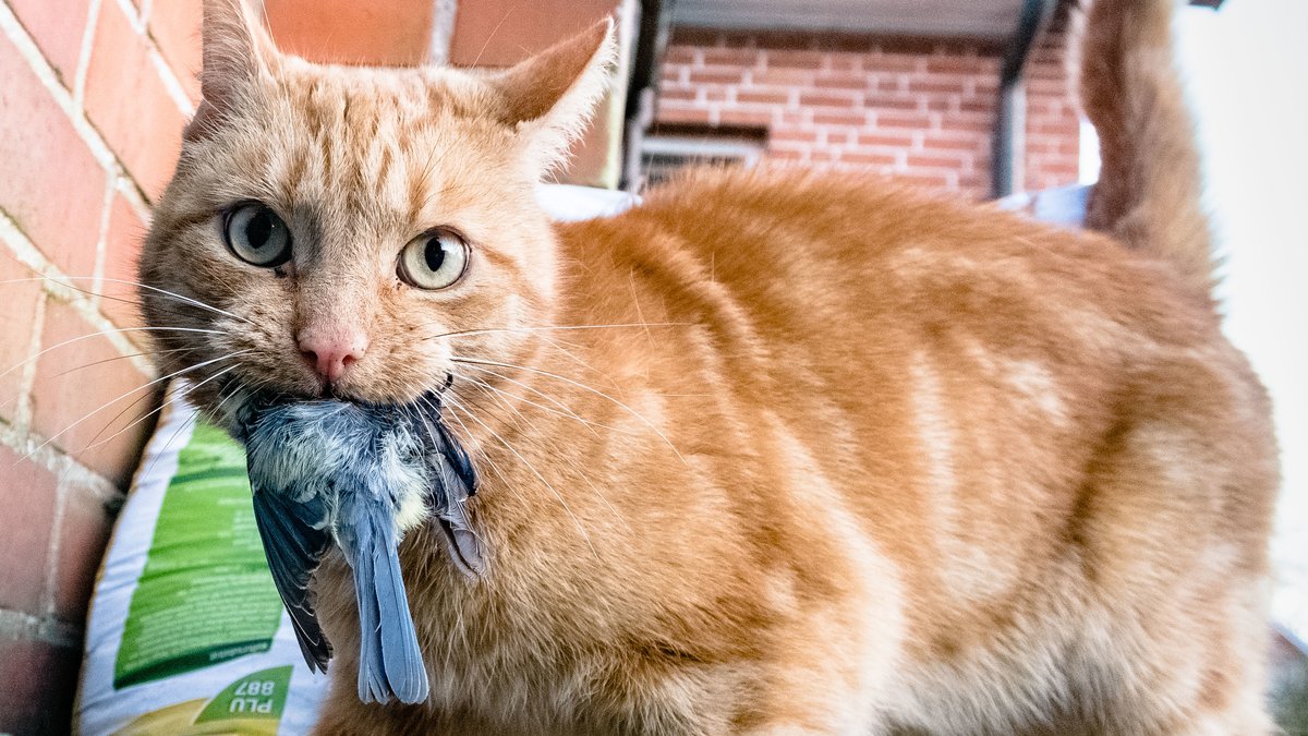 Katze mit Blaumeise im Maul