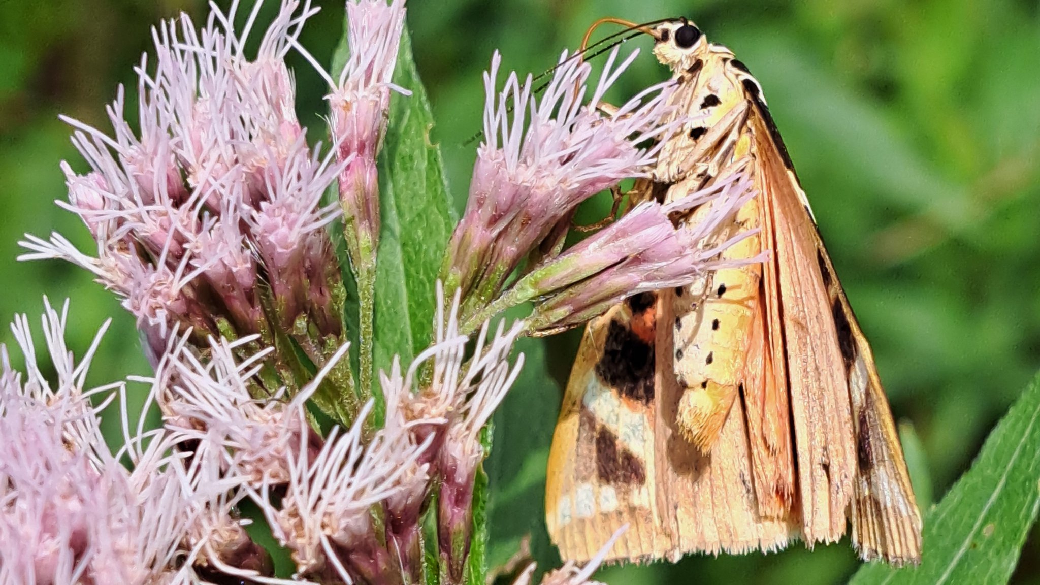 Der Schmetterling "Russischer Bär" an einer Wasserdost-Blüte.