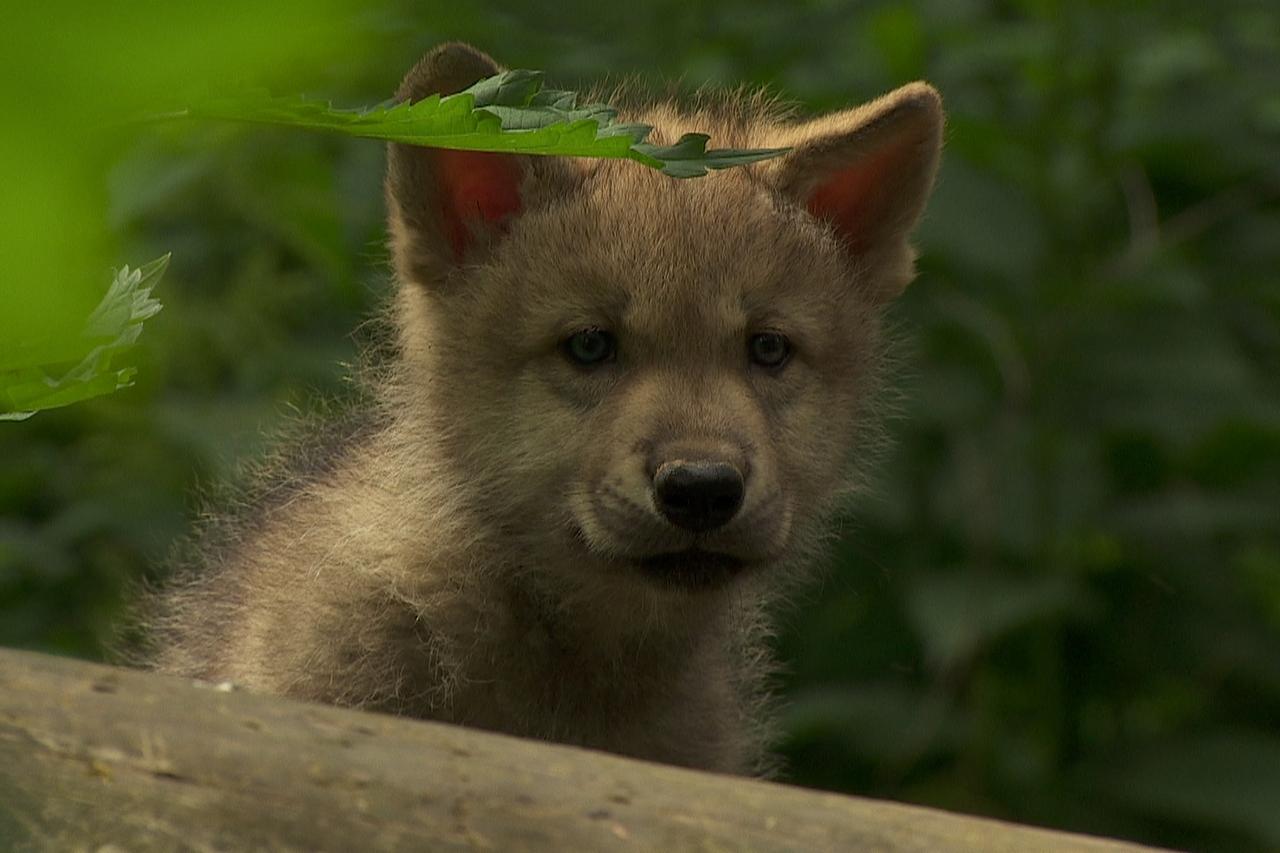 Freud Und Leid Um Wolfswelpen Im Bayerischen Wald Br24