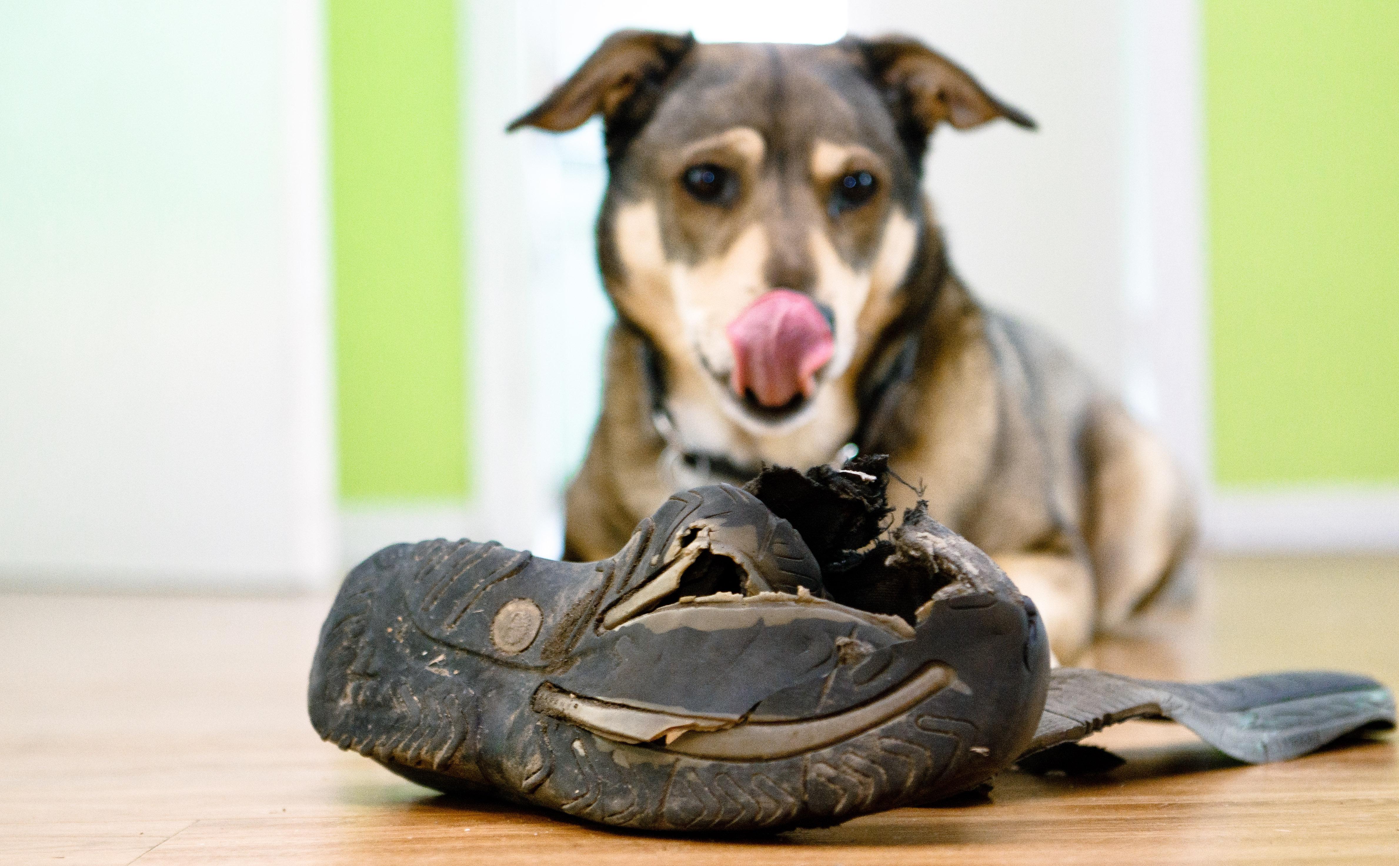 Hund mit zerbissenen Schuh. Ausprobieren und Grenzen testen, in den der Pubertät unterscheiden sich Tiere und Menschen nicht so sehr in ihrem Verhalten. 