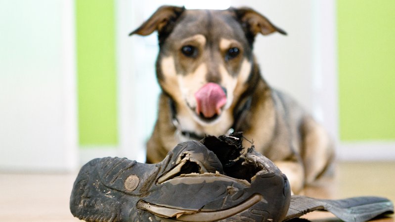Hund mit zerbissenen Schuh. Ausprobieren und Grenzen testen, in den der Pubertät unterscheiden sich Tiere und Menschen nicht so sehr in ihrem Verhalten. 