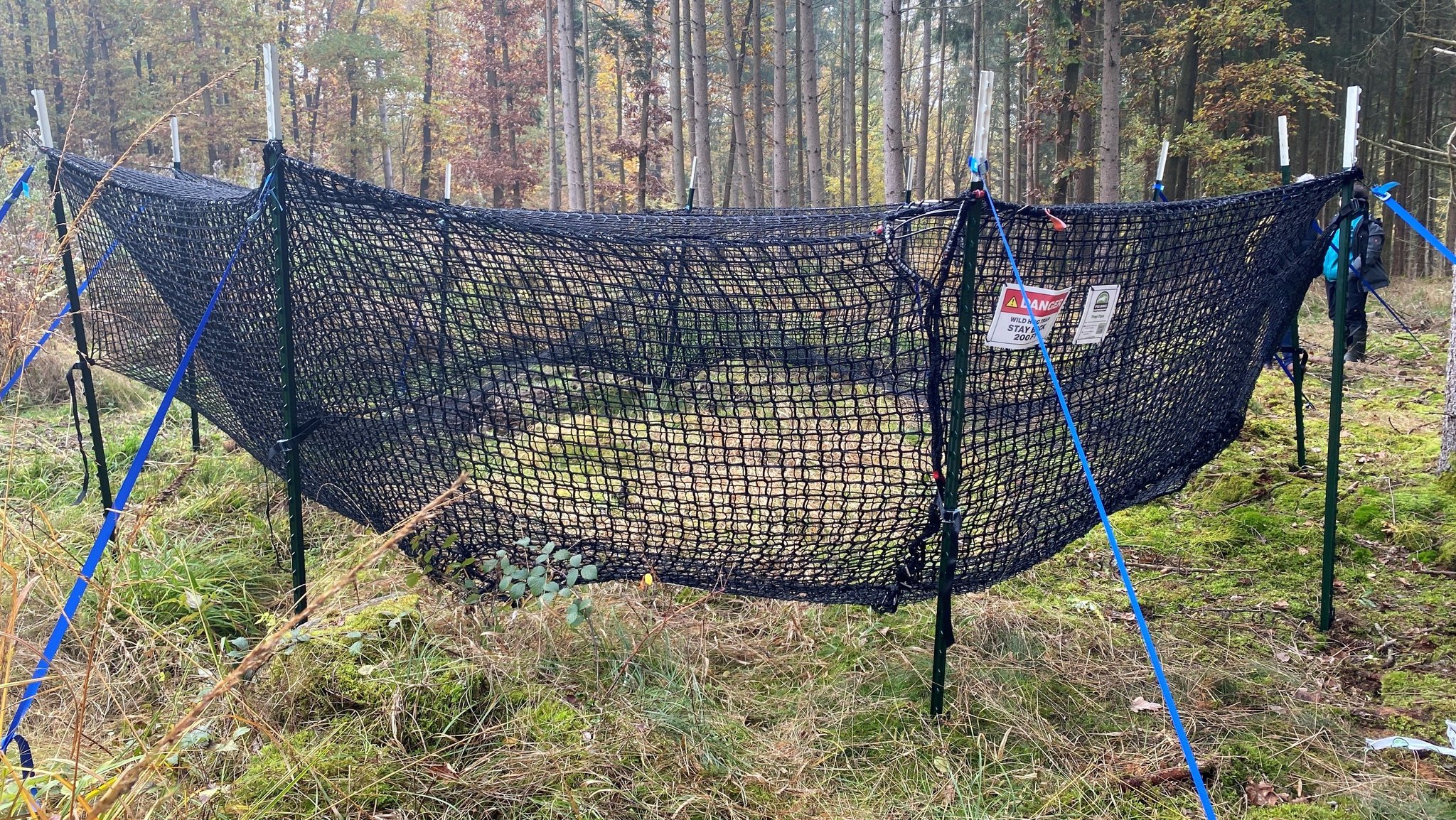 Pfähle im Boden, festgezurrt mit Bändern und ringförmig umspannt mit einem großen Netz steht die Wildschwein-Falle im Wald.