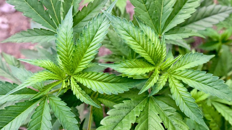 Eine Cannabis-Plantage: Seit dem 1. Juli können Anbau-Vereine oder -genossenschaften in Deutschland eine Genehmigung für die Cannabis-Produktion beantragen - beschränkt auf den Eigenbedarf ihrer Mitglieder.