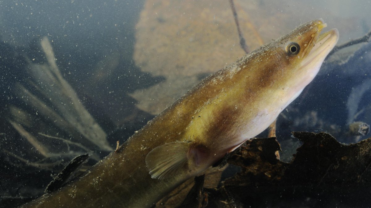 Experten warnen: Der Europäische Aal (Anguilla anguilla) ist in seinem Bestand bedroht. | Bild: pciture-alliance/ImageBROKER/ Fabio Pupin Experten warnen: Der Europäische Aal (Anguilla anguilla) ist in seinem Bestand bedroht.