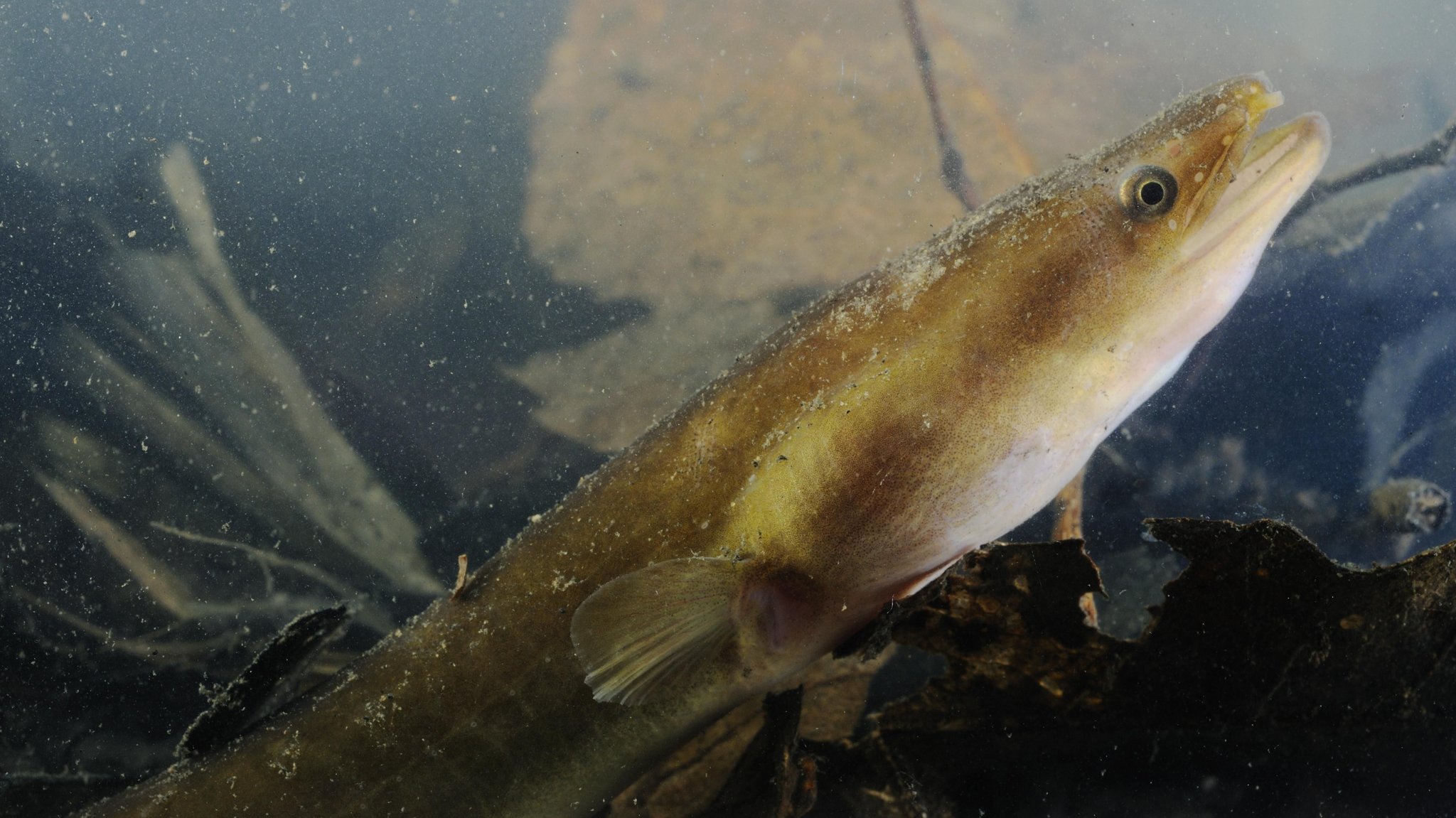 Experten warnen: Der Europäische Aal (Anguilla anguilla) ist in seinem Bestand bedroht. | Bild: pciture-alliance/ImageBROKER/ Fabio Pupin Experten warnen: Der Europäische Aal (Anguilla anguilla) ist in seinem Bestand bedroht.