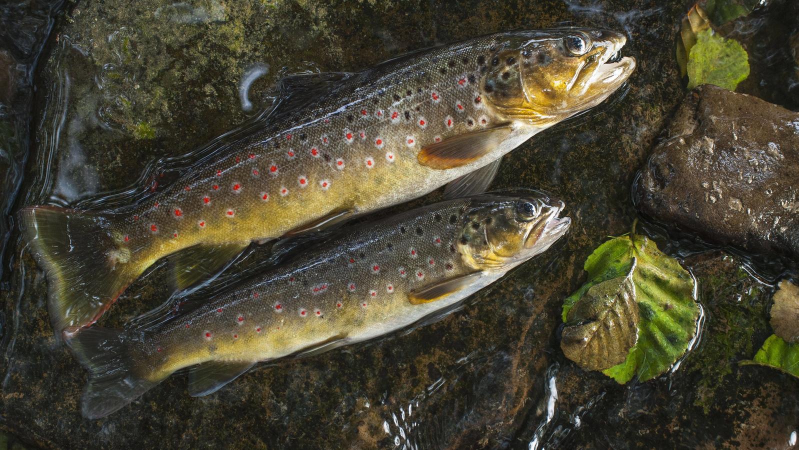 Tod im Teich Mysteriöses Fischsterben in Breitenberg BR24