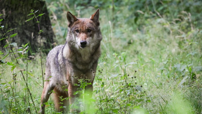 (Symbolbild) Ein Wolf steht in einem Gehege im Tierpark. | Bild: dpa-Bildfunk/Christian Charisius (Symbolbild) Ein Wolf steht in einem Gehege im Tierpark.