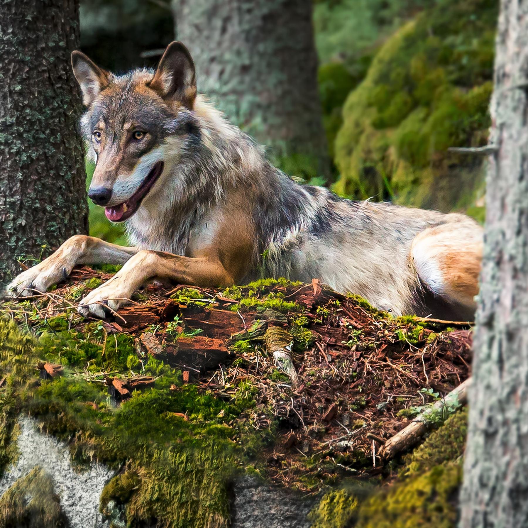 Ruf nach Wildnis - Funktioniert völlig unberührte Natur in Mitteleuropa?