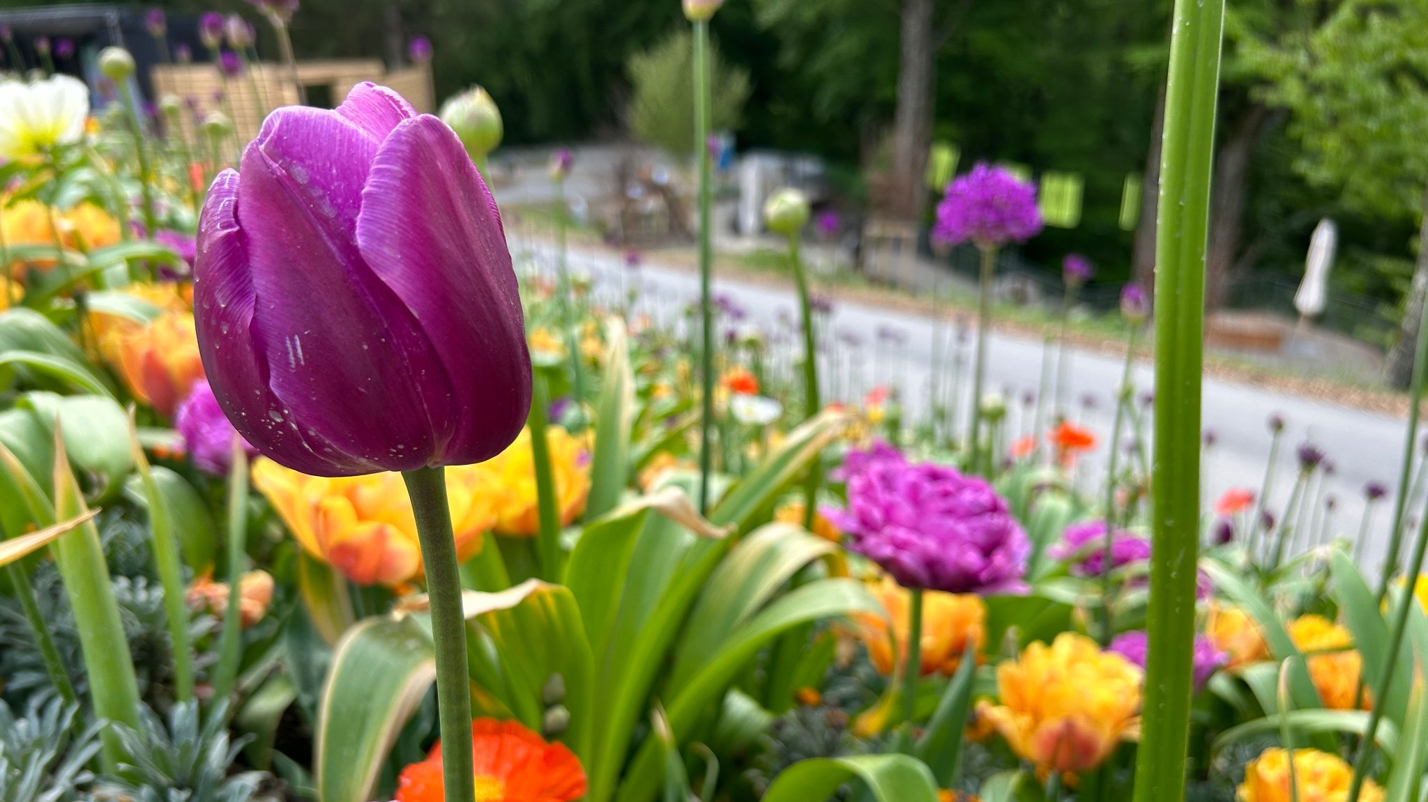 Die Landesgartenschau in Freyung ist eröffnet