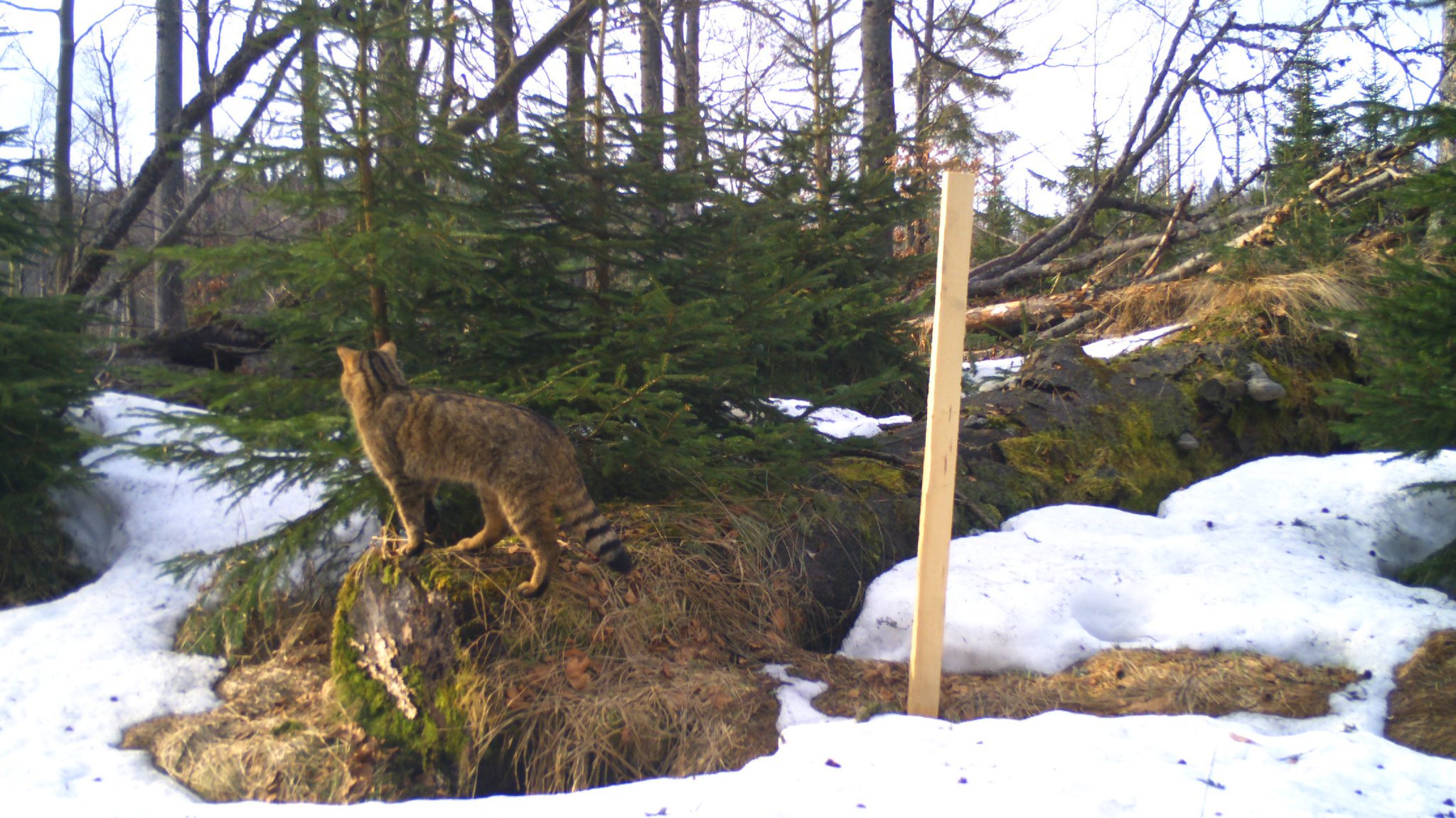 In Kombination mit den Kamerafallen werden angeraute Holzpfähle mit Baldriantinktur besprüht, dies lockt Wildkatzen an. 