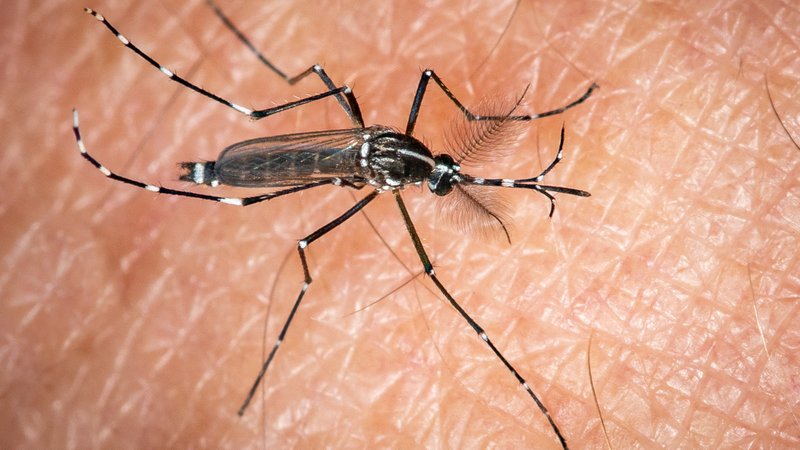 Die Asiatische Tigermücke überträgt das Denguefieber auch in Mitteleuropa. Durch konsequente Maßnahmen kann man sich vor ihr schützen.