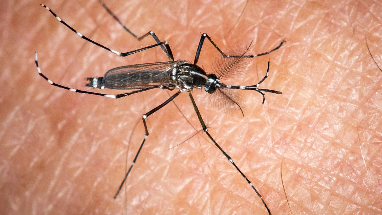 Dengue-Fieber am Gardasee: Was tun, um sich zu schützen?