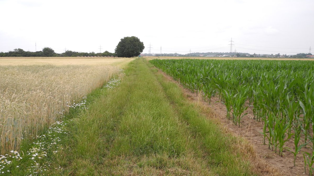 Ein Grasweg mit bewachsenen Fahrspuren, am Rand blühen Kamillen